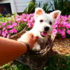 West Highland Terrier Puppies for sale!