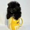 Pocket Poms purebred Pomeranians