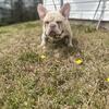 Pink Stud French Bulldog