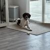 German Shorthair Pointed