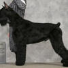 AKC Giant Schnauzer Puppies and Adults, Imported Champ working lines