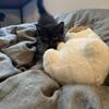 3 British Shorthair kittens