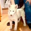 Snow, AKC Siberian husky female