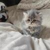 Persian kittens