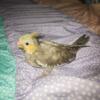 Cinnamon cockatiel baby