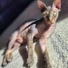 Taro SPHYNX