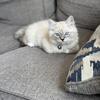 Two male ragdoll cats
