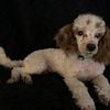 Red and white toy parti Poodle