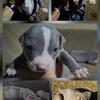American Staffordshire 