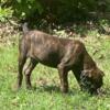 ROMAN IMPORT MALE CANE CORSO AVAILABLE $1500