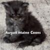 Maine Coon Kittens available in Kansas