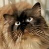 Male Himalayan Cat Seal Point