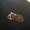 English bulldog