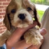 AKC American Cocker Spaniel puppies for sale