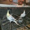 Pair of Cockatailes 