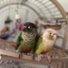 GREEN CHEECK CONURE