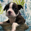 Boston TerrierPuppy for sale