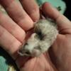 Fancy Pet mice Hairless Fuzzie Texel and more!