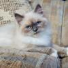 Blue Cream Point Doll Face Himalayan Female Kitten