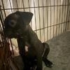 Boston terrier mixed