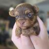 Tea cup yorkie