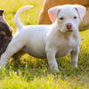 Female Puppy