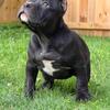 “BAGHEERA”