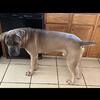 Cane Corso Male for Stud