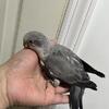 Quaker parrot bird