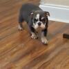 Male English Bulldog