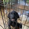 Labrador puppies