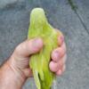 Quaker parrot  looking for a home