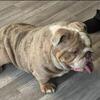 ENGLISHBULLDOG STUD Available!