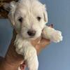 Miniature Schnauzer AKC white and Parti