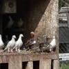 Several Mandarin duck pairs