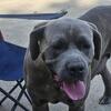 Female Cane Corso-Rehome