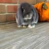 Blue Otter Holland Lop Buck