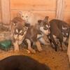 huskies