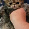 Brown patch tabby persian