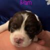 English Springer Spaniel Puppies AKC Registered