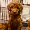 Miniature Poodles - 8 weeks 