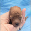 Apricot Toy Poodle Boy - Beautiful 