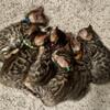 TICA Bengal Kittens