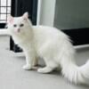 5 month old pure white male Siberian kitten for sale.