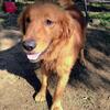 Golden Retriever puppies