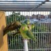 For sale 2 females parrotles