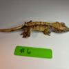 Crested Geckos Multiple Ages