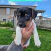 Clover, Male, tri color, Jack Russell terrier puppy WI