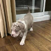 Pocket Bully Puppy