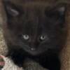 Maine Coon all black kitten for sale from champion blood lines